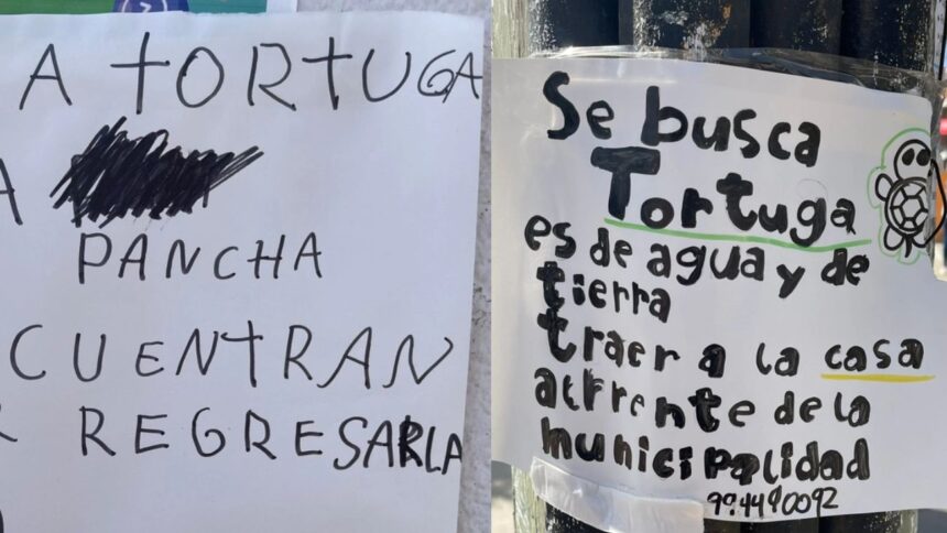 Búsqueda intensa de 'Pancha': familia pide ayuda para encontrar a su tortuga