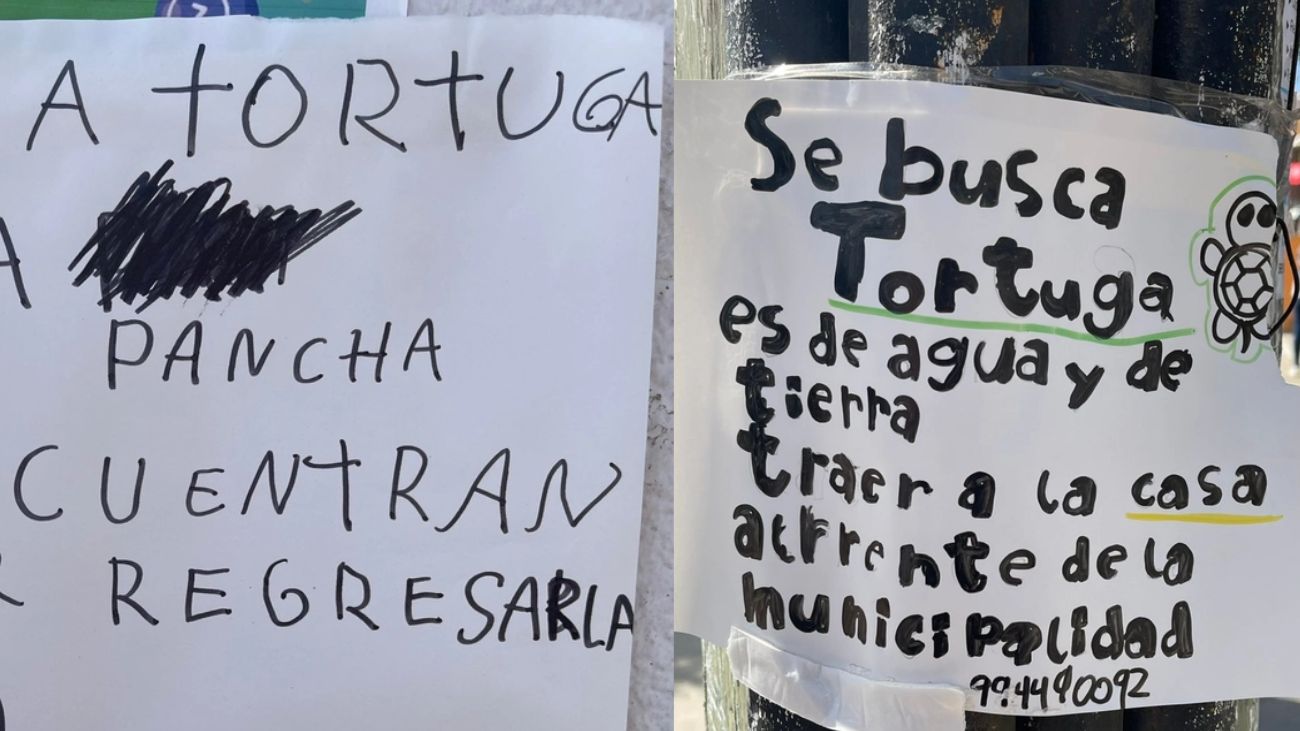 Búsqueda intensa de 'Pancha': familia pide ayuda para encontrar a su tortuga Búsqueda intensa de 'Pancha': familia pide ayuda para encontrar a su tortuga