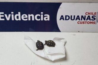 Incautan tortugas bebés en Chile a mujer venezolana por contrabando