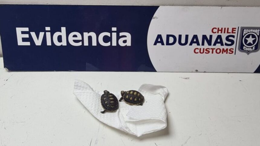 Incautan tortugas bebés en Chile a mujer venezolana por contrabando