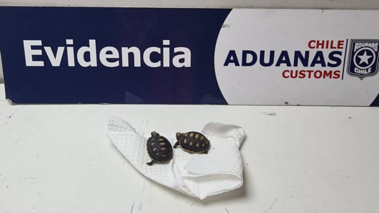 Incautan tortugas bebés en Chile a mujer venezolana por contrabando Incautan tortugas bebés en Chile a mujer venezolana por contrabando