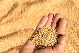 Pérdida del trigo en La Araucanía: agricultores piden medidas urgentes