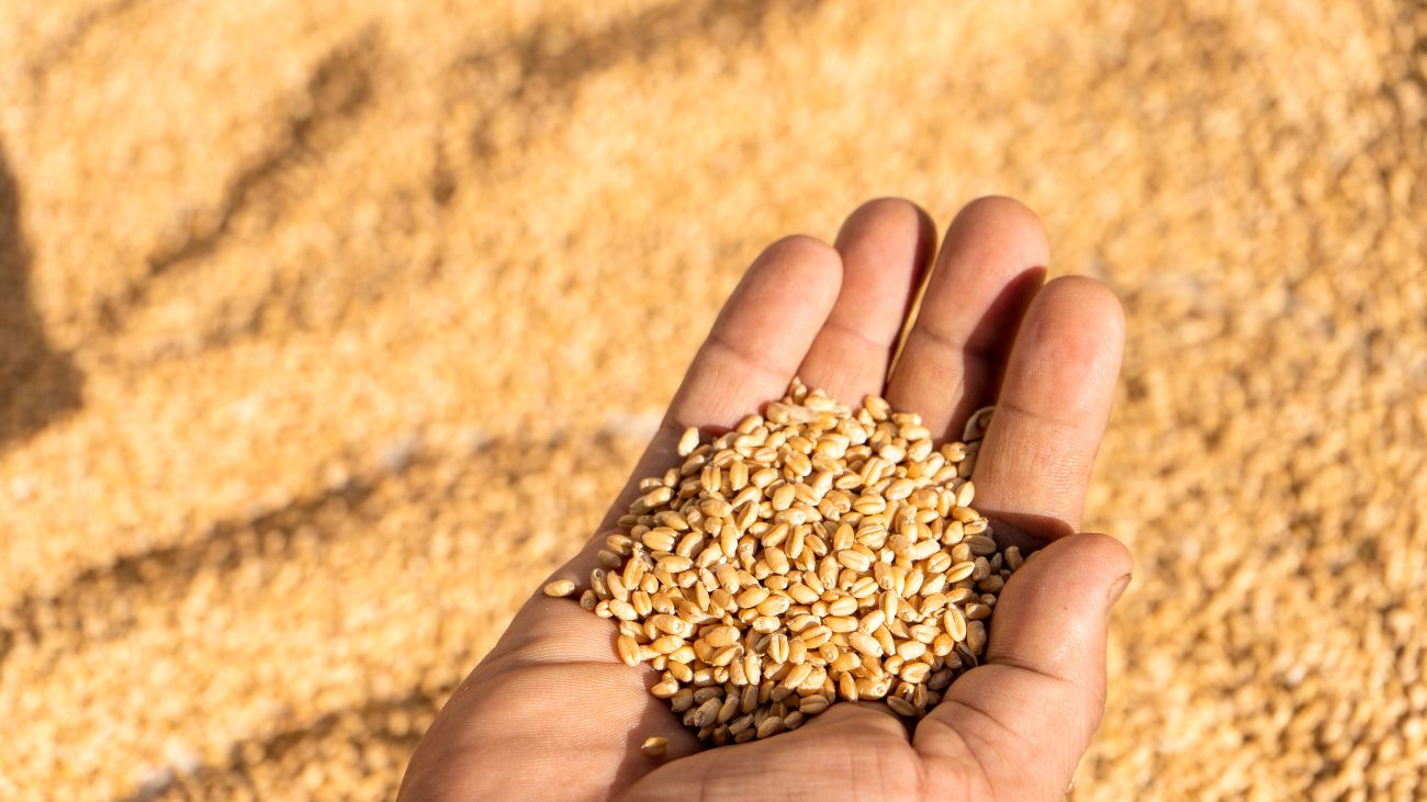 Pérdida del trigo en La Araucanía: agricultores piden medidas urgentes Pérdida del trigo en La Araucanía: agricultores piden medidas urgentes