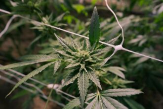 Desmantelan plantación de cannabis en Ñuble: importante decomiso de droga