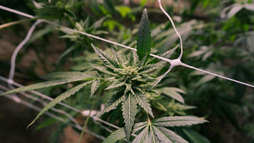 Desmantelan plantación de cannabis en Ñuble: importante decomiso de droga