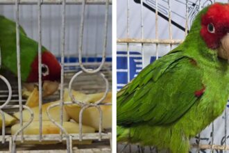 Loro de máscara roja rescatado en Chile por Servicio Nacional de Aduanas