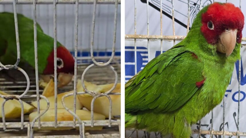 Loro de máscara roja rescatado en Chile por Servicio Nacional de Aduanas