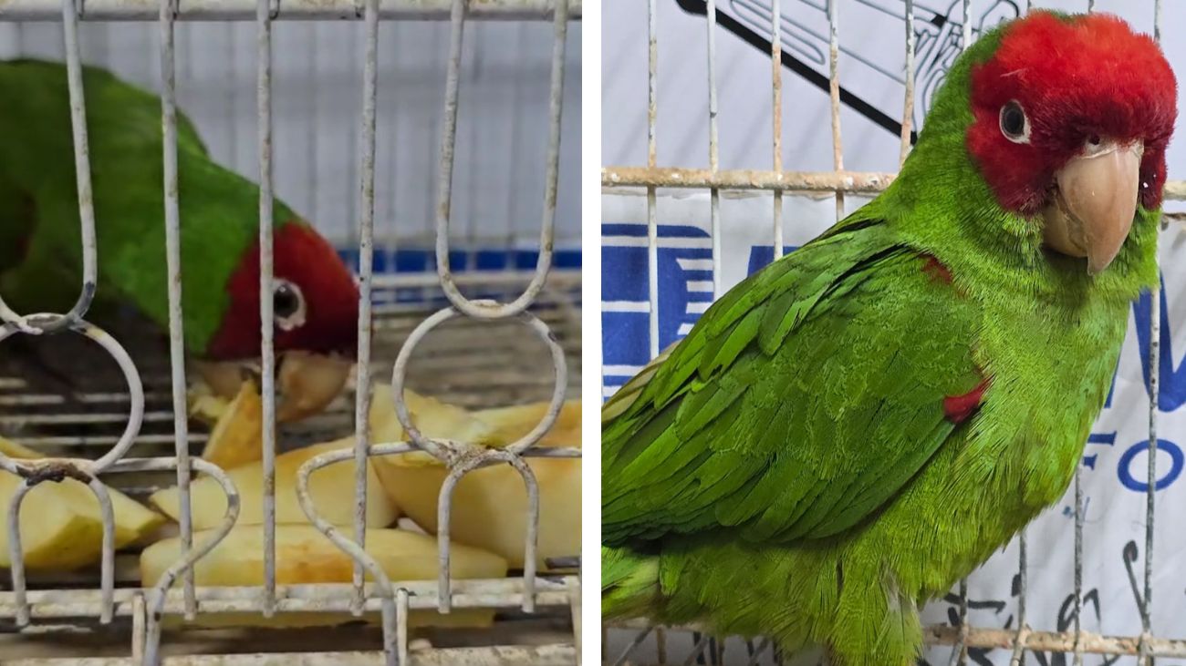 Loro de máscara roja rescatado en Chile por Servicio Nacional de Aduanas