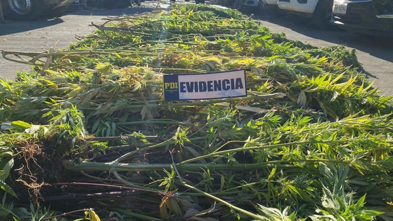 Incautación de 500 plantas de marihuana en Ercilla, La Araucanía Incautación de 500 plantas de marihuana en Ercilla, La Araucanía