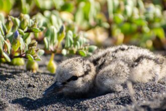 Atropello de polluelo de Pilpilén en La Portada: llamado a la acción