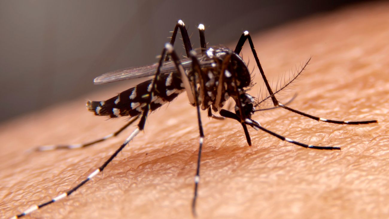 Hallazgo de mosquito transmisor del dengue en Los Libertadores: medidas tomadas Hallazgo de mosquito transmisor del dengue en Los Libertadores: medidas tomadas