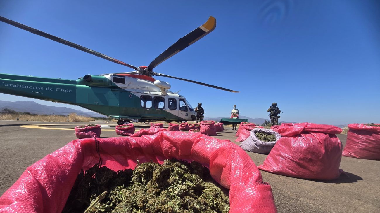 Descubren 18 mil plantas de marihuana en Monte Patria