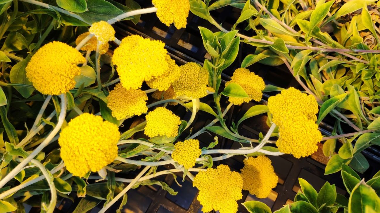 El paraguas lanudo: nueva fuente de cannabinoides con potencial terapéutico El paraguas lanudo: nueva fuente de cannabinoides con potencial terapéutico