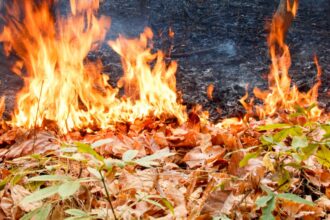 Incendio forestal afecta tránsito en Ruta 5 Sur en Perquenco