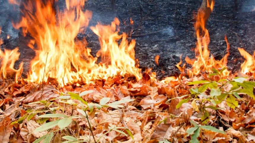 Incendio forestal afecta tránsito en Ruta 5 Sur en Perquenco