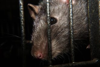 Ratón en el inodoro del Liceo de Niñas: Apoderados exigen soluciones