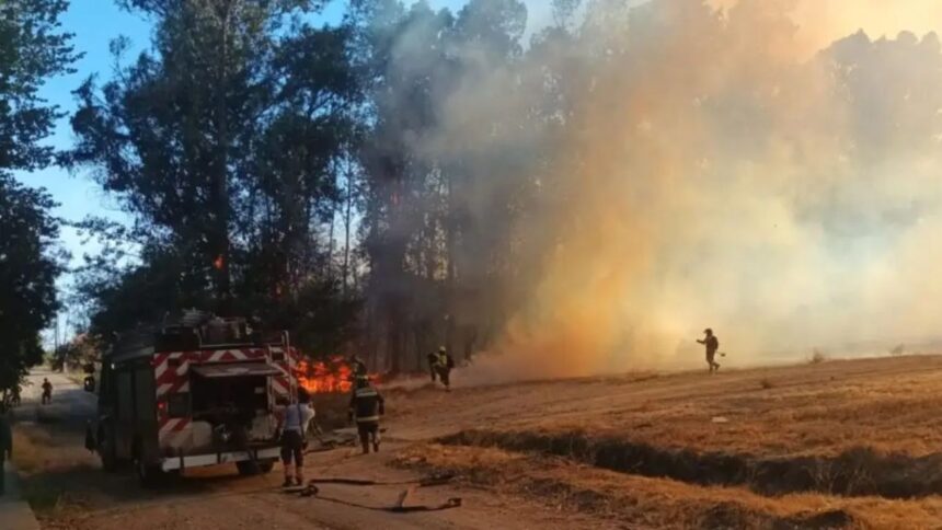 Detenidos por incendio forestal en Jardín Botánico de Talca