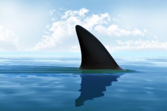 Tragedia en Wharton Beach: surfista fallece tras ataque de tiburón