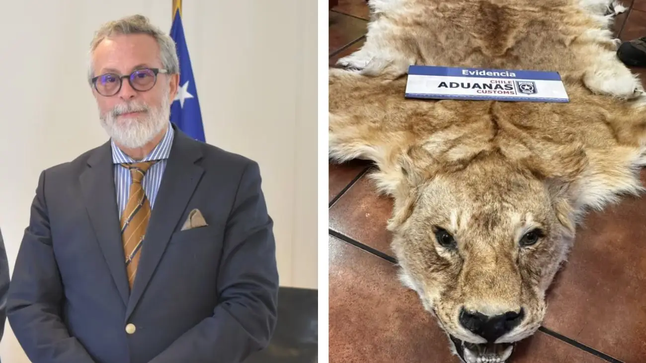 Embajador chileno investigado por contrabando de pieles de animales salvajes