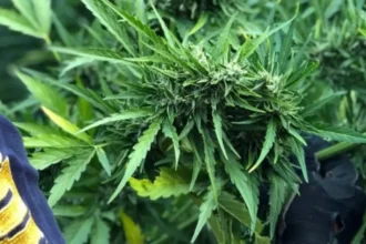 Desmantelan red de narcotráfico con cultivos de cannabis en Coquimbo