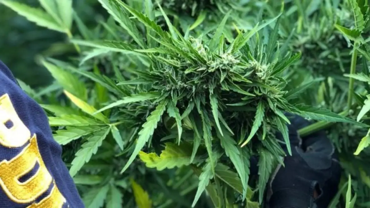 Desmantelan red de narcotráfico con cultivos de cannabis en Coquimbo
