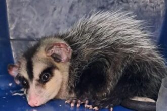 Rescate de comadreja en Iquique: el papel crucial de la denuncia