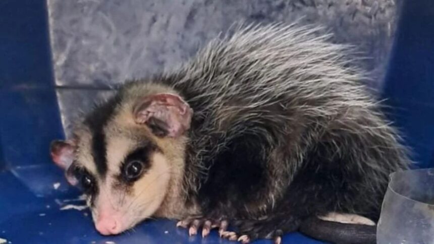 Rescate de comadreja en Iquique: el papel crucial de la denuncia