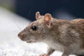 Suspensión de clases en liceo por presencia de ratones en Puerto Montt