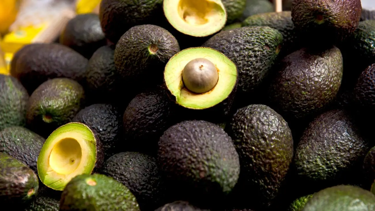 Chile y Perú compiten por liderazgo en palta hacia 2030 Chile y Perú compiten por liderazgo en palta hacia 2030