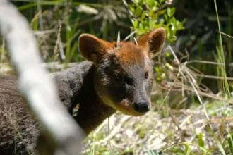 Criaderos de fauna silvestre en Chile: requisitos y medidas de seguridad