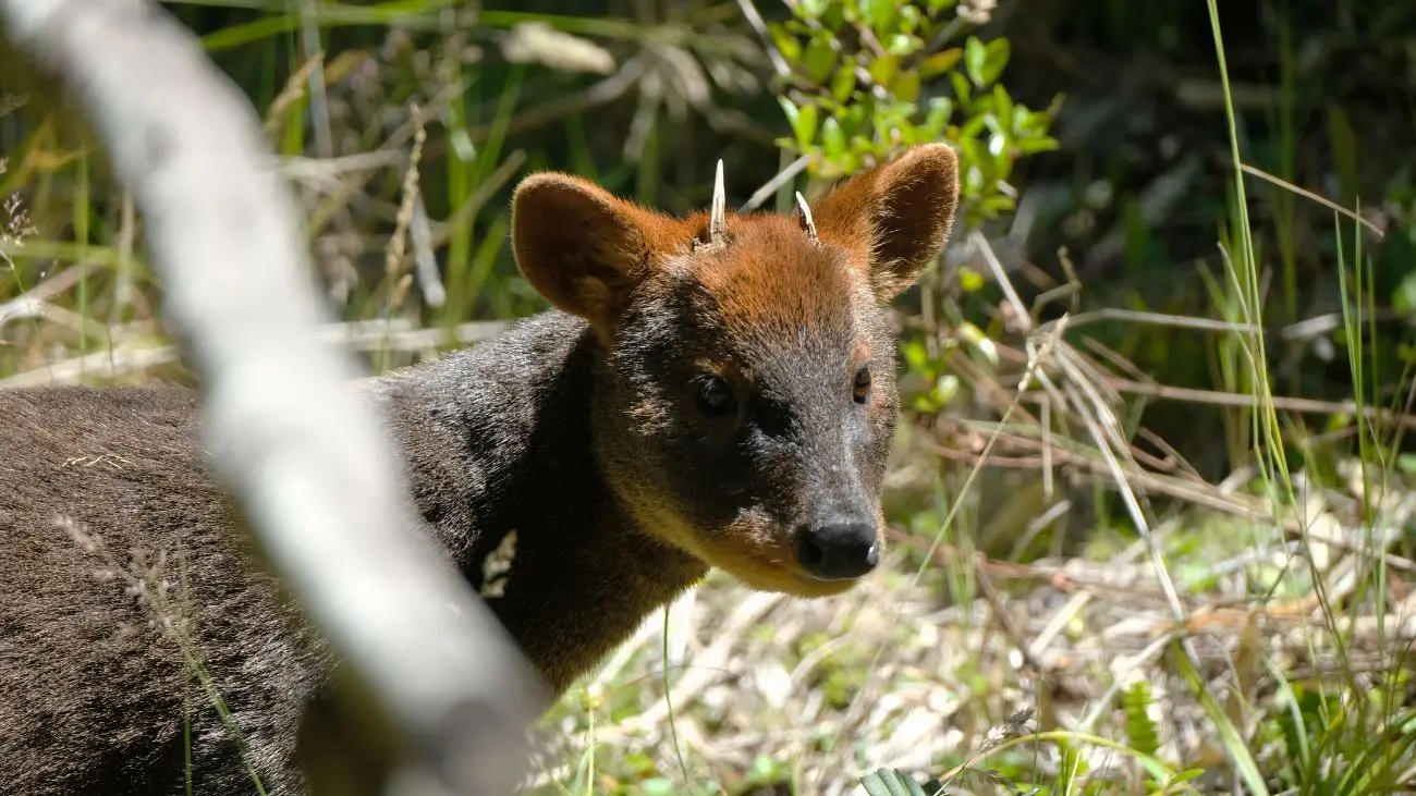 Criaderos de fauna silvestre en Chile: requisitos y medidas de seguridad Criaderos de fauna silvestre en Chile: requisitos y medidas de seguridad