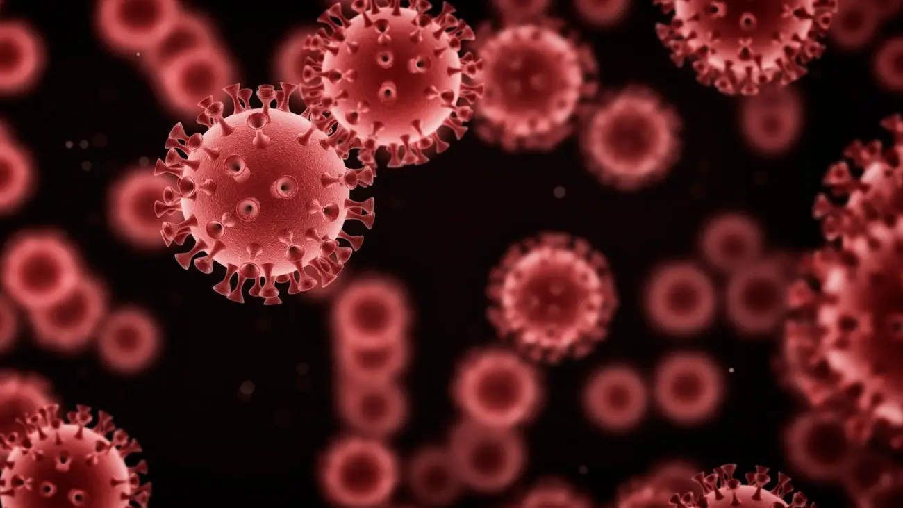 Nuevo caso de Hanta Virus en Ñuble: Detalles y precauciones necesarias Nuevo caso de Hanta Virus en Ñuble: Detalles y precauciones necesarias