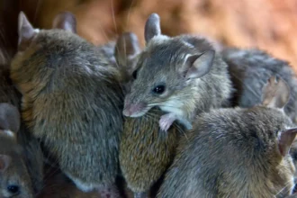 Ratones en colegio de Valparaíso: apoderados preocupados por la situación