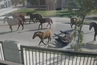 Caballos y vacas en juegos infantiles desatan peligro en Talcahuano