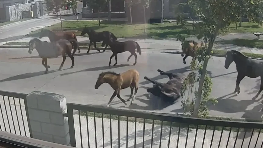 Caballos y vacas en juegos infantiles desatan peligro en Talcahuano