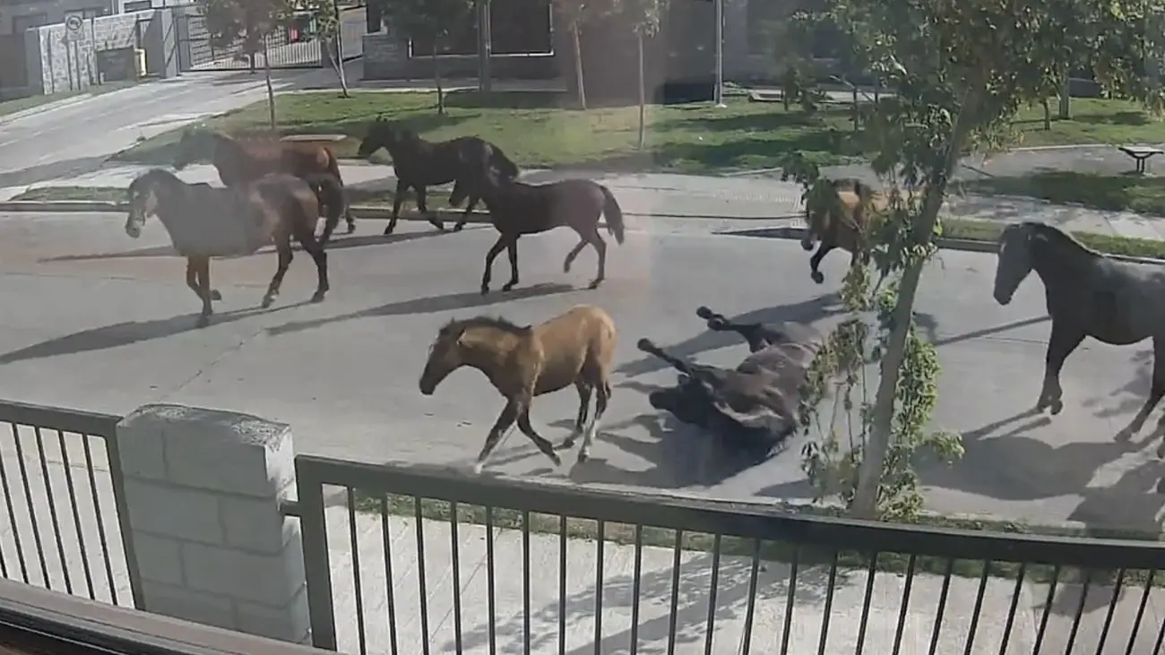 Caballos y vacas en juegos infantiles desatan peligro en Talcahuano Caballos y vacas en juegos infantiles desatan peligro en Talcahuano