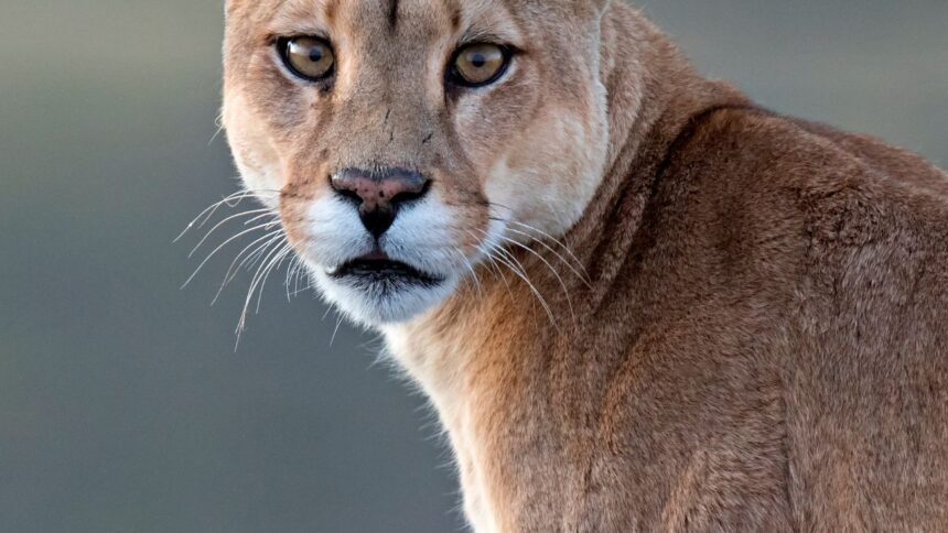 Vecinos alertan por muerte de animales y avistamiento de puma en Chivilingo