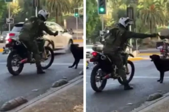 Policía rocía gas a perro en Santiago: video viralizado indigna en redes