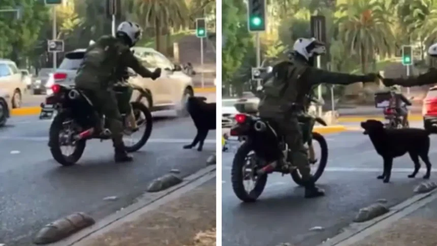 Policía rocía gas a perro en Santiago: video viralizado indigna en redes
