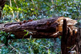 Tragedia en Puerto Montt: mujer fallece por caída de árbol