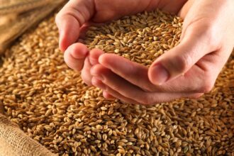 Producción de trigo en La Araucanía: desafíos y soluciones necesarias