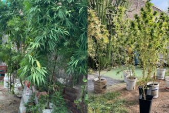 Madre e hijo detenidos con plantas de marihuana en El Bosque