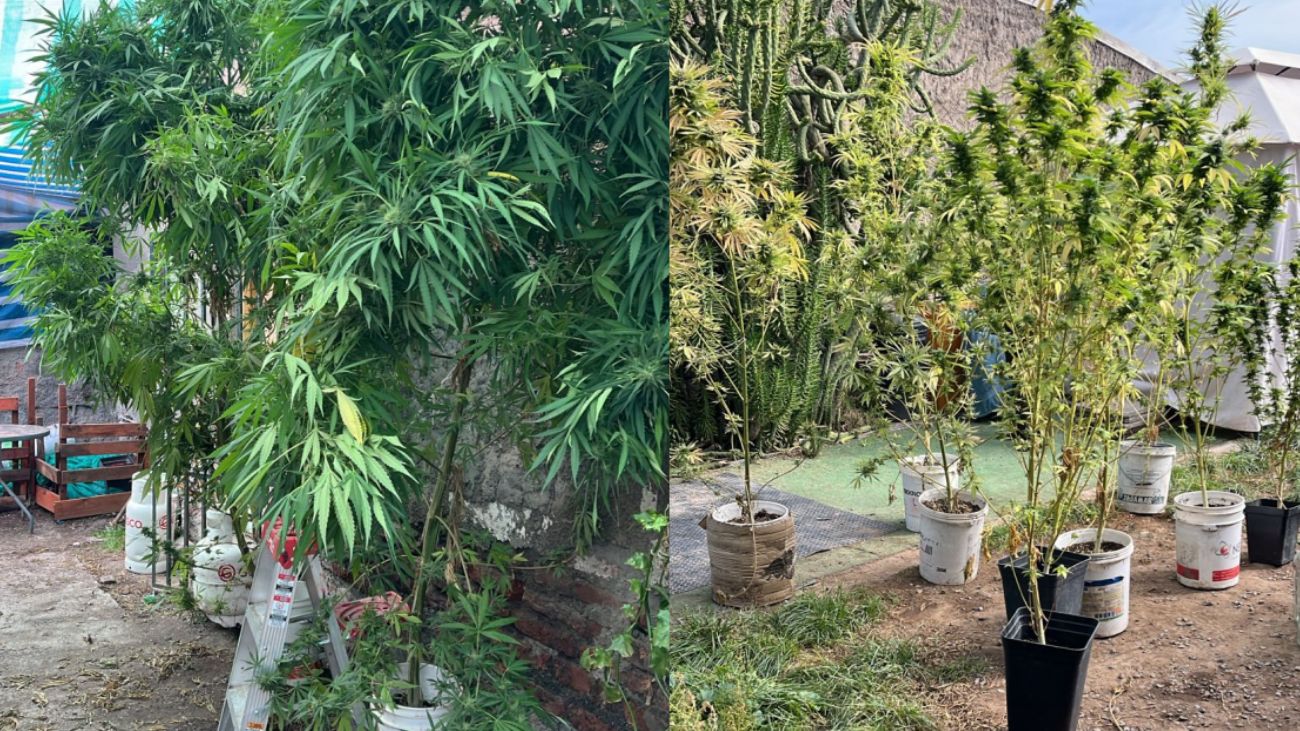 Madre e hijo detenidos con plantas de marihuana en El Bosque