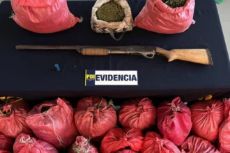 Desarticulan banda de cultivo de cannabis en Nogales: cinco detenidos