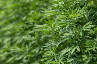 Incautadas plantas de marihuana y droga en comunidades mapuches de La Araucanía