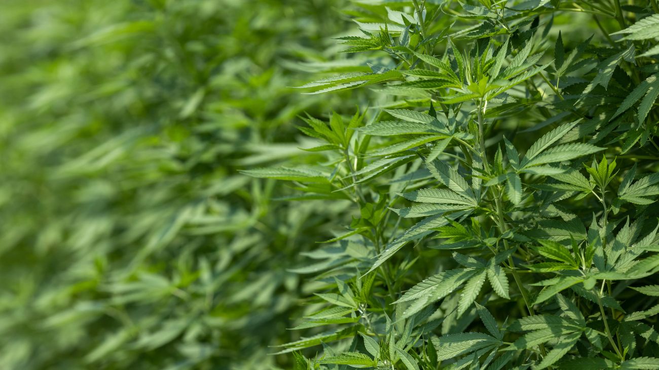 Incautadas plantas de marihuana y droga en comunidades mapuches de La Araucanía Incautadas plantas de marihuana y droga en comunidades mapuches de La Araucanía