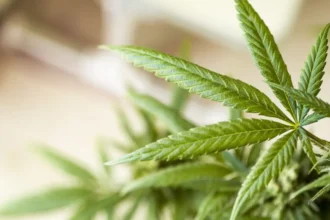 Presentan en Chile proyecto de ley para regular el cannabis adulto