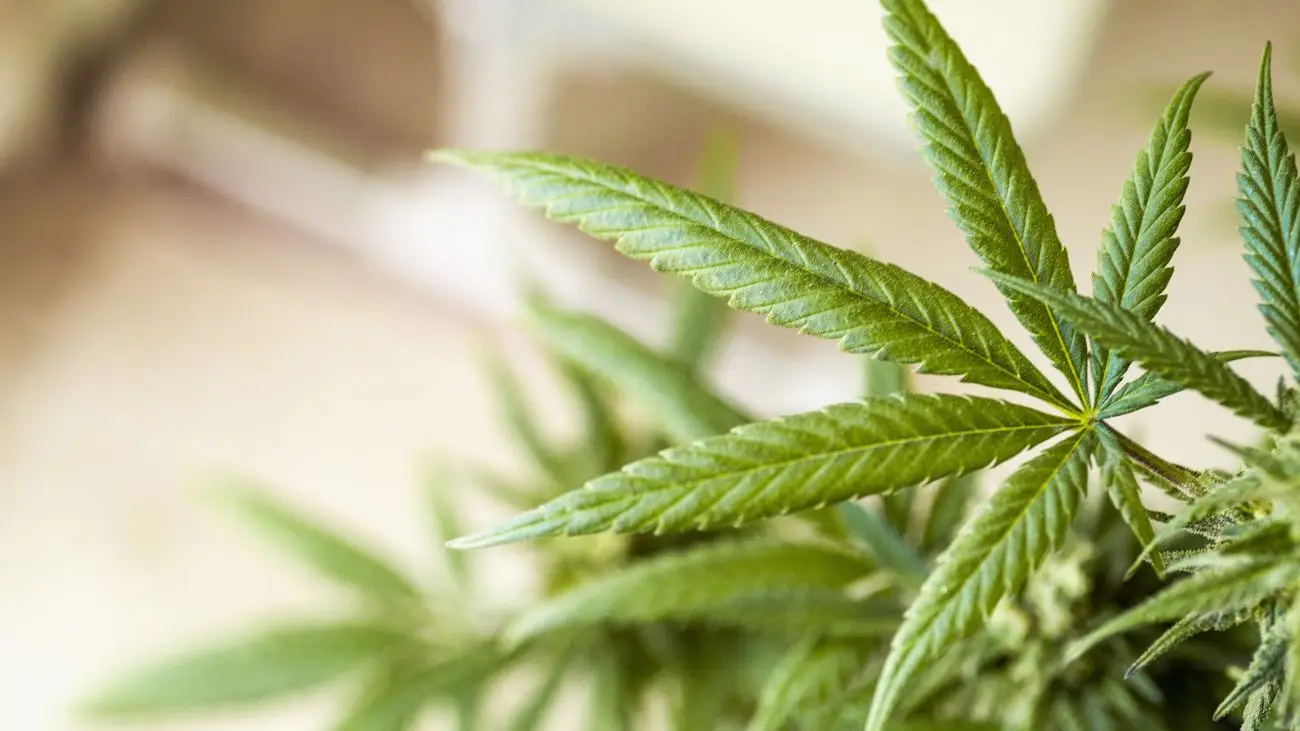 Presentan en Chile proyecto de ley para regular el cannabis adulto