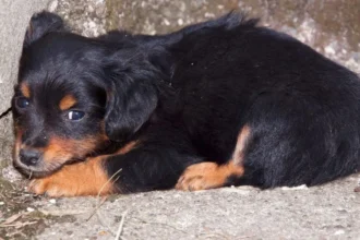 Modificación de "Ley Cholito" endurece penas por abandono animal