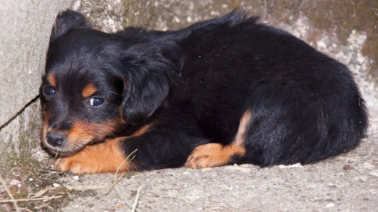 Modificación de "Ley Cholito" endurece penas por abandono animal